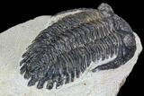 Bargain, Hollardops Trilobite - Visible Eye Facets #105973-4